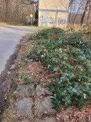 Foto: zugewachsener Fußweg  