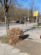 Foto: Vergessener Tannenbaum  