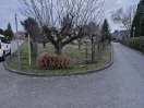 Foto: Vergessener Weihnachtsbaum 