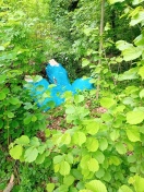 Foto: Wilde Deponie 
