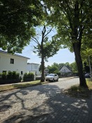 Foto: Viel Totholz im Baum  
