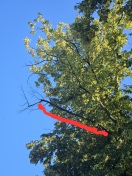 Foto: Große trockene Äste  