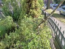 Foto: Gefahr durch ungepflegte Straßenbäume - Haftpflicht der Gemeinde 