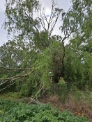 Foto: Große alte Weide bei Sturm entzweit 