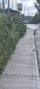 Foto: Gehweg zugewachsen 