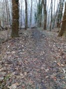 Foto: Umgestürzter Baum 