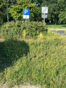 Foto: Kein zugänglicher behindertenparkplatz  