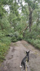 Foto: umgestürzter Baum 