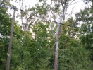Foto: Baum auf Telefonleitung 