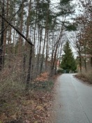 Foto: Defekter Baum 