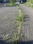 Foto: Wildwuchs am Straßenrand Grünfläche und auf den Grünstreifen  