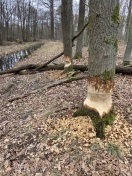 Foto: Bieberschäden im großen Ausmass 