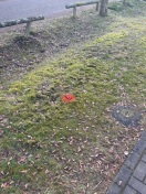 Foto: Sprühfarbe auf Grünfläche 