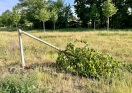 Foto: abgebrochener Baum 