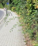 Foto: Rosen 