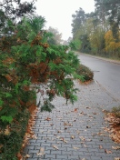 Foto: Lichtraumfreischnitt für sudseitigen Gehweg Waldstraße erforderlich 
