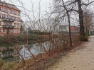 Foto: Wildwuchs der Bäume, Büsche  