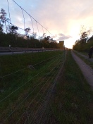 Foto: Tierkadaver auf L40 