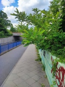 Foto: Gehweg zugewachsen 