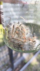 Foto: Eichenprozessionsspinner 