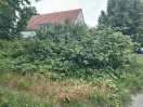 Foto: Pflanzen und Pflege  