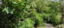 Foto: Umgestürzter Baum 