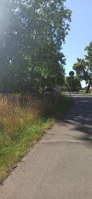 Foto: Baum verdeckt Sicht  