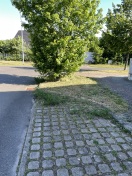 Foto: ungenügende Pflege, Wildwuchs 