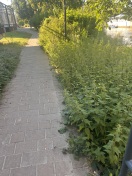 Foto: Brennnesseln wachsen in den Weg 