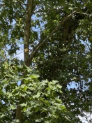 Foto: Baum Umsturzgefährdet 