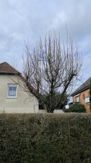 Foto: Bäume beschneiden  