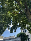 Foto: Äste abgefallen vom Sturm 