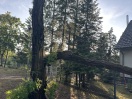 Foto: Baumbruch 