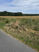 Foto: Abgebrochene Äste am Straßenrand 