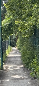 Foto: Wuchernde Büsche 