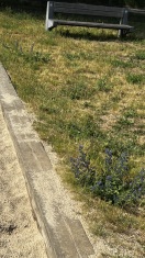 Foto: Spielplatz Pflanze „Blauer Natternkopf“ 