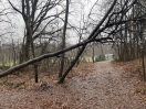 Foto: Weg ist durch umgestürzten Baum blockiert.  