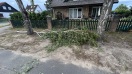 Foto: Baum mit angebrochenen Ästen. Ein Ast schon unten 