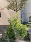 Foto: Baumpflege und fehlende Bäume 