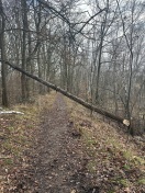 Foto: Umgestürzter Baum 
