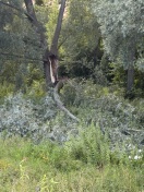 Foto: Morsche Bäume  