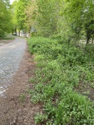 Foto: Wege bitte frei machen und das Grün siehe Foto klein und zurückschneide  