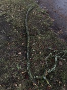Foto: Astbruch 