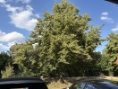 Foto: Baum müsste beschnitten werden  