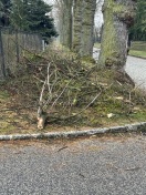 Foto: Baumschnitt blockiert Gehweg und Sicht 
