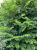 Foto: Straßenlaterne zugewachsen  