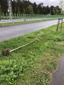Foto: Bäume rausgerissen 
