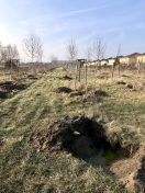 Foto: Gefällte Bäume zwischen Kanadaviertel und Park? 