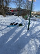 Foto: Mülleimer abgerissen  