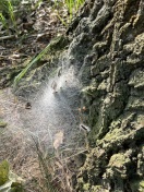 Foto: Eichenprozessionsspinner 